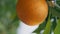 Orange fruit tree branch summer garden vertical closeup. Sunny orchard nature
