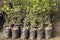 Orange fruit trees growing in a greenhouse