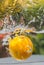 Orange fruit water splashes in the outdoor close-up