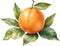 Orange fruit, Watercolor painting of orange fruit. AI-Generated.
