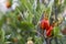 Orange fruits on green branches of gardenia jasmine Fruits of cape jasmine on the tree