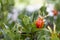 Orange fruits on green branches of gardenia jasmine Fruits of cape jasmine on the tree