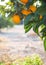 Orange fruits hanging on a tree branch on a garden, vertical shot