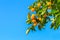 Orange fruits ripe on a tree on blue sky background.