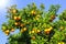 Orange fruits on tree