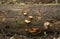 Orange fungi on a log