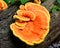 Orange Fungus