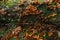 Orange Fungus on a Dead Tree