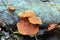 Orange fungus seen in remnants of Atlantic Rainforest