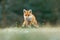 Orange fur coat animal in the nature habitat. Fox on the green forest meadow. Red Fox jumping , Vulpes vulpes, wildlife scene from