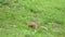 Orange Fur Ground Squirrel in a Meadow Covered With Green Fresh Grass