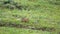 Orange Fur Ground Squirrel in a Meadow Covered With Green Fresh Grass