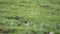 Orange Fur Ground Squirrel in a Meadow Covered With Green Fresh Grass