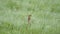 Orange Fur Ground Squirrel in a Meadow Covered With Green Fresh Grass