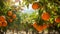 Orange garden, large juicy oranges on a branch.