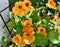 Orange garden nasturtium flower