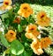 Orange garden nasturtium flower