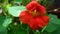 Orange garden nasturtium Tropaeolum Majus.