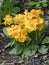 Orange Garden Primula