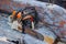 Orange gasoline engine portable chainsaw put on the old wooden plank