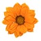 Orange Gazania blossom isolated