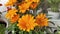 Orange Gazania flower sway in wind on balcony. House Flowerbed. Blooming Garden on windowsill. Gardening