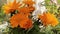 Orange Gazania flower on wind. House Flowerbed. Blooming Garden. Gardening on window. Flowering plant in family Asteraceae