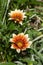 Orange gazania gazania plant flowers