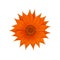 Orange gazania isolated on a white background