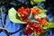 Orange Geiger Tree with Malaysian blue clipper butterfly