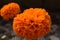 Orange genda flower