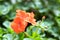 Orange geranium flowers