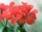 Orange Geranium flowers up close in macro photography shot with