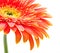 Orange gerbera