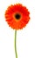 Orange gerbera