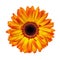 Orange Gerbera