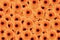 Orange Gerbera background