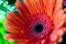 Orange gerbera in a bouquet. Congratulations on your wedding day. Partial focusing of the frame.