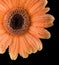 Orange gerbera closeup