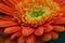 Orange gerbera daisy (African Daisy) in bloom. Taken in close-up.