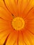 Orange gerbera daisy closeup showing yellow center stamen