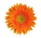 Orange gerbera daisy flower top view isolated on white background, path
