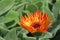 Orange Gerbera daisy opening up with green lamb`s ear in bakcground