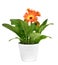 Orange gerbera daisy plant