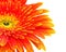 Orange gerbera flower