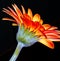 Orange gerbera flower