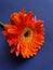 orange gerbera flower on the blue table