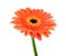 Orange Gerbera Flower with Green Stem Isolated