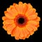 Orange Gerbera Flower Isolated on Black