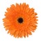 Orange gerbera flower isolated on white background